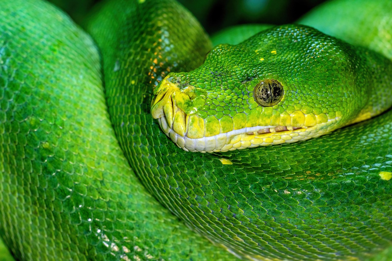 Opaque Types em Python: O Futuro da Tipagem Segura