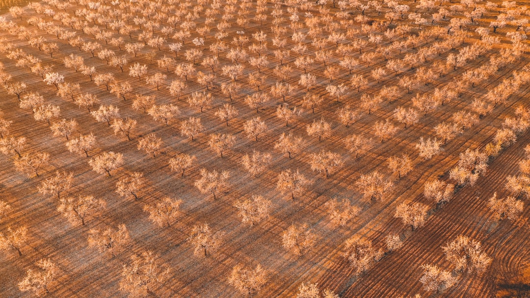 Aerial drone view of futuristic smart farm with holographic data overlays, golden sunset over soybean fields, professional agricultural technology visualization, sleek ambient lighting, human farmer w