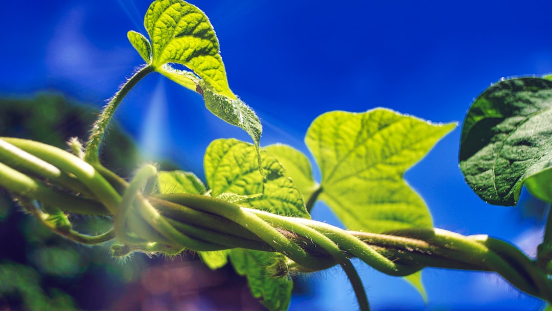 Macro detail of healthy soybean plant with digital root system visualization, split-screen with data dashboard showing yield optimization metrics, professional studio lighting, neural network patterns