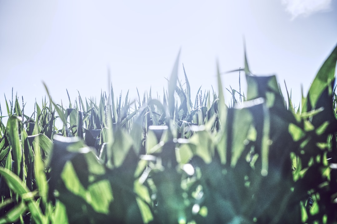 Split-screen futuristic composition: left side showing drought-stressed crops with warning alerts, right side thriving vertical farm with AI monitoring, human-robot collaboration in center, holographi