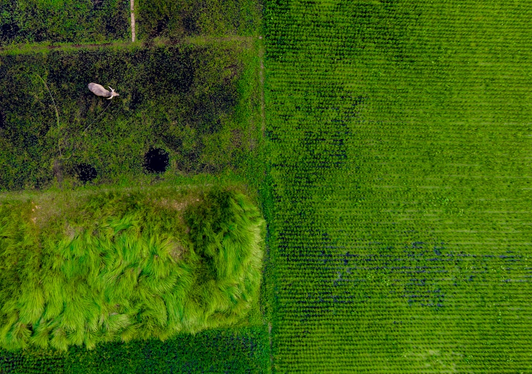Aerial view of vast green soybean fields with futuristic holographic data overlays, farmer in professional attire analyzing AI metrics on transparent tablet, golden hour lighting, cinematic compositio